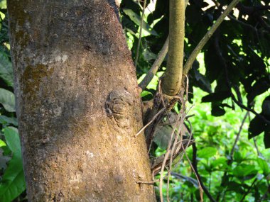 Büyük tropik yeşil ağaç, mavi gökyüzüne karşı çeşitli ağaçların dalları. Taze yeşil yapraklı, yumuşak ışıklandırmalı ağaç dalları