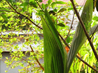 Büyük tropik yeşil ağaç, mavi gökyüzüne karşı çeşitli ağaçların dalları. Taze yeşil yapraklı, yumuşak ışıklandırmalı ağaç dalları