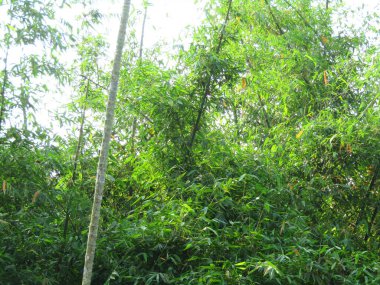 Doğal dokusu ve detaylarıyla taze yeşil yaprakların canlı yakın çekimi