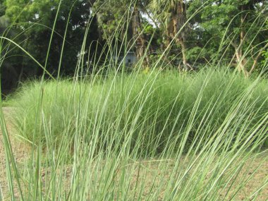 Berrak mavi gökyüzünün altındaki görkemli palmiye ağaçlarının ufkuna uzanan yemyeşil çayırları olan ideal tropikal bir manzara. Sakin ve doğal kırsal bir ortam çarpıcı bir şekilde ele geçirildi..