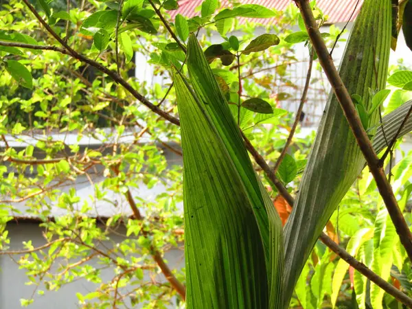 Büyük tropik yeşil ağaç, mavi gökyüzüne karşı çeşitli ağaçların dalları. Taze yeşil yapraklı, yumuşak ışıklandırmalı ağaç dalları
