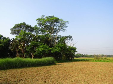 Yeşiller ve çeşitli ağaçlarla bezenmiş tropikal manzaralar.