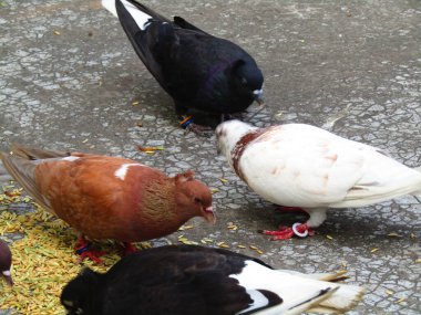 Renkli güvercinler açık havada toplanıyor, beton bir yüzeyde dağınık tahıllarla besleniyorlar, doğal bir şehrin ortasındaki şehir yaşamını ve toplumsal davranışları betimliyorlar..