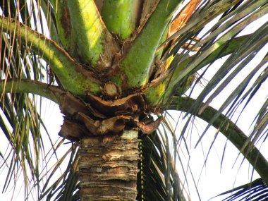 Parktaki palmiye ağacı