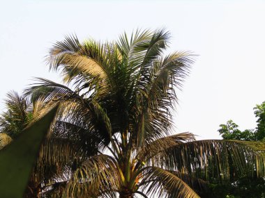 Yumuşak, yeşil yapraklı, palmiye dallarına yakın...