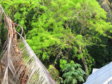 Büyük tropik yeşil ağaç, mavi gökyüzüne karşı çeşitli ağaçların dalları. Taze yeşil yapraklı, yumuşak ışıklandırmalı ağaç dalları