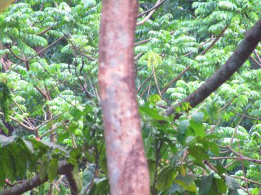 Büyük tropik yeşil ağaç, mavi gökyüzüne karşı çeşitli ağaçların dalları. Taze yeşil yapraklı, yumuşak ışıklandırmalı ağaç dalları