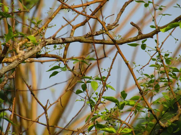 Büyük tropik yeşil ağaç, mavi gökyüzüne karşı çeşitli ağaçların dalları. Taze yeşil yapraklı, yumuşak ışıklandırmalı ağaç dalları