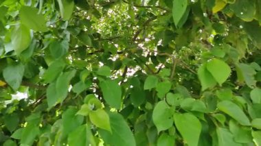 Yakın plan yeşil yapraklar rüzgarla yavaş yavaş hareket ediyor. Dallarda küçük yapraklar.