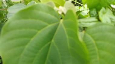 Yakın plan yeşil yapraklar rüzgarla yavaş yavaş hareket ediyor. Dallarda küçük yapraklar.