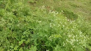 Yakın plan yeşil yapraklar rüzgarla yavaş yavaş hareket ediyor. Dallarda küçük yapraklar.