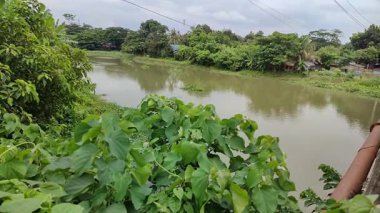 Yeşil tarlada genç bir kadının güzel bir fotoğrafı.