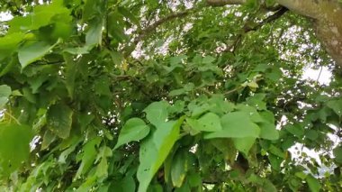 Yakın plan yeşil yapraklar rüzgarla yavaş yavaş hareket ediyor. Dallarda küçük yapraklar.