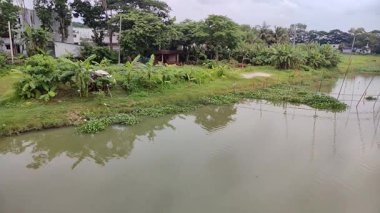 Bahçede yeşil yapraklar