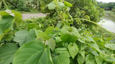 Yakın plan yeşil yapraklar rüzgarla yavaş yavaş hareket ediyor. Dallarda küçük yapraklar.