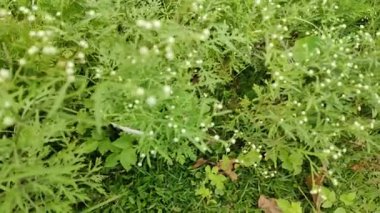 Yakın plan yeşil yapraklar rüzgarla yavaş yavaş hareket ediyor. Dallarda küçük yapraklar.