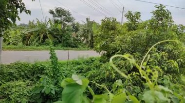 Yakın plan yeşil yapraklar rüzgarla yavaş yavaş hareket ediyor. Dallarda küçük yapraklar.