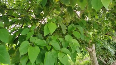 Yakın plan yeşil yapraklar rüzgarla yavaş yavaş hareket ediyor. Dallarda küçük yapraklar.