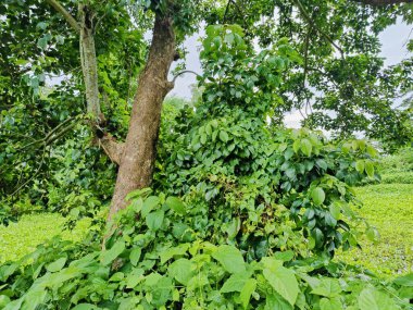 Berrak mavi gökyüzünün altındaki ağaçlara liderlik eden yemyeşil tarlaları olan ideal tropikal bir manzara. Sakin ve doğal kırsal bir ortam çarpıcı bir şekilde ele geçirildi..