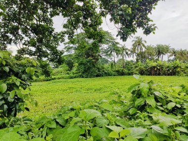 Berrak mavi gökyüzünün altındaki ağaçlara liderlik eden yemyeşil tarlaları olan ideal tropikal bir manzara. Sakin ve doğal kırsal bir ortam çarpıcı bir şekilde ele geçirildi..