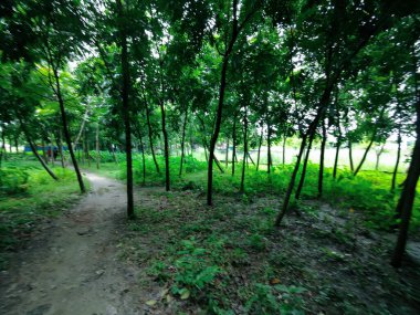 Berrak mavi gökyüzünün altındaki ağaçlara liderlik eden yemyeşil tarlaları olan ideal tropikal bir manzara. Sakin ve doğal kırsal bir ortam çarpıcı bir şekilde ele geçirildi..