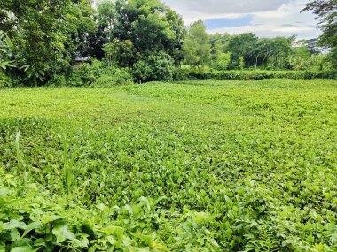 Berrak mavi gökyüzünün altındaki ağaçlara liderlik eden yemyeşil tarlaları olan ideal tropikal bir manzara. Sakin ve doğal kırsal bir ortam çarpıcı bir şekilde ele geçirildi..