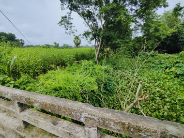 Berrak mavi gökyüzünün altındaki ağaçlara liderlik eden yemyeşil tarlaları olan ideal tropikal bir manzara. Sakin ve doğal kırsal bir ortam çarpıcı bir şekilde ele geçirildi..