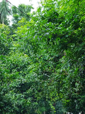 Yakından çekilen yeşil yapraklar damarlarını, pürüzsüz yüzeylerini ve canlı renklerini gözler önüne seriyor. Büyümeyi, sükuneti ve çevreyle uyumu temsil eden rahatlatıcı ve doğal bir görüntü.