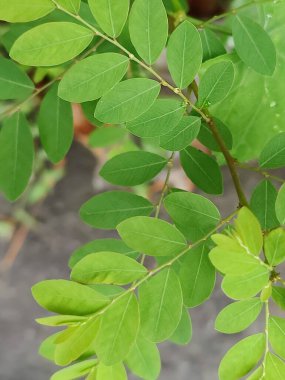 Yakından çekilen yeşil yapraklar damarlarını, pürüzsüz yüzeylerini ve canlı renklerini gözler önüne seriyor. Büyümeyi, sükuneti ve çevreyle uyumu temsil eden rahatlatıcı ve doğal bir görüntü.