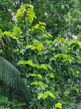 Yakından çekilen yeşil yapraklar damarlarını, pürüzsüz yüzeylerini ve canlı renklerini gözler önüne seriyor. Büyümeyi, sükuneti ve çevreyle uyumu temsil eden rahatlatıcı ve doğal bir görüntü.