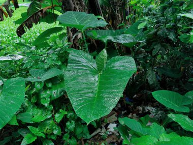 Yakından çekilen yeşil yapraklar damarlarını, pürüzsüz yüzeylerini ve canlı renklerini gözler önüne seriyor. Büyümeyi, sükuneti ve çevreyle uyumu temsil eden rahatlatıcı ve doğal bir görüntü.
