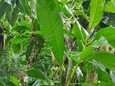 Yakından çekilen yeşil yapraklar damarlarını, pürüzsüz yüzeylerini ve canlı renklerini gözler önüne seriyor. Büyümeyi, sükuneti ve çevreyle uyumu temsil eden rahatlatıcı ve doğal bir görüntü.