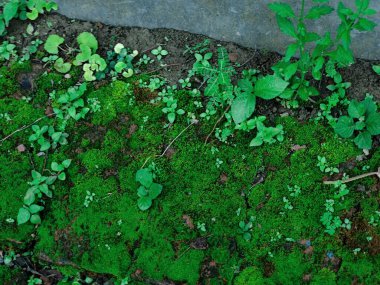 Yakından çekilen yeşil yapraklar damarlarını, pürüzsüz yüzeylerini ve canlı renklerini gözler önüne seriyor. Büyümeyi, sükuneti ve çevreyle uyumu temsil eden rahatlatıcı ve doğal bir görüntü.