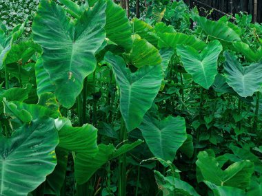 Yakından çekilen yeşil yapraklar damarlarını, pürüzsüz yüzeylerini ve canlı renklerini gözler önüne seriyor. Büyümeyi, sükuneti ve çevreyle uyumu temsil eden rahatlatıcı ve doğal bir görüntü.