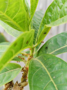 Yakından çekilen yeşil yapraklar damarlarını, pürüzsüz yüzeylerini ve canlı renklerini gözler önüne seriyor. Büyümeyi, sükuneti ve çevreyle uyumu temsil eden rahatlatıcı ve doğal bir görüntü.
