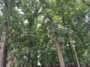 Ormanda yeşil ağaçlar