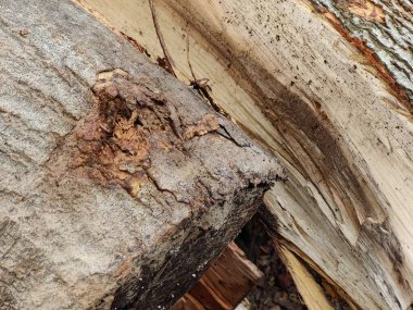 Ağaç gövdesi dokusu arkaplanı, kabuk