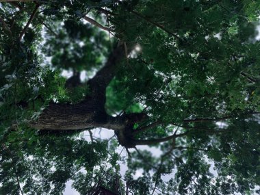 Ormanın güzel manzarası