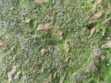 Ağaç kabuğunda yeşil yosun