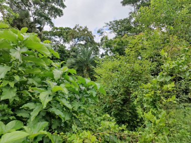 Yakından çekilen yeşil yapraklar damarlarını, pürüzsüz yüzeylerini ve canlı renklerini gözler önüne seriyor. Büyümeyi, sükuneti ve çevreyle uyumu temsil eden rahatlatıcı ve doğal bir görüntü.