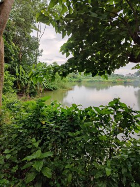 Berrak mavi gökyüzünün altındaki ağaçlara liderlik eden yemyeşil tarlaları olan ideal tropikal bir manzara. Sakin ve doğal kırsal bir ortam çarpıcı bir şekilde ele geçirildi..