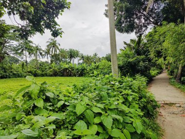 Berrak mavi gökyüzünün altındaki ağaçlara liderlik eden yemyeşil tarlaları olan ideal tropikal bir manzara. Sakin ve doğal kırsal bir ortam çarpıcı bir şekilde ele geçirildi..