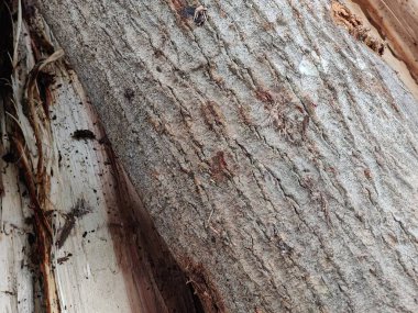 Soyulmuş ağaç kabuğunu gösteren bir ağaç gövdesinin ayrıntılı görüntüsü, eşsiz dokuları ve doğal tasarımları ortaya çıkarıyor.