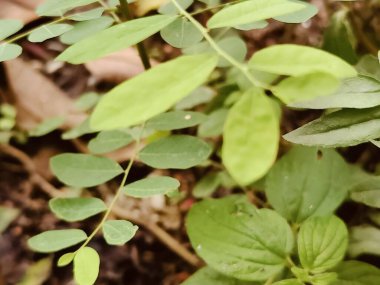 Bereketli yeşil yaprakların detaylı görüntüsü gün ışığında karmaşık dokular ve canlı yapraklar sergiliyor..