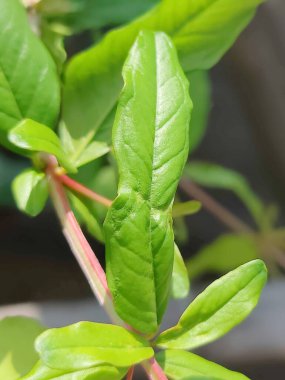 Bereketli yeşil yaprakların detaylı görüntüsü gün ışığında karmaşık dokular ve canlı yapraklar sergiliyor..