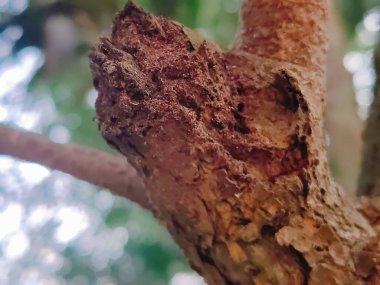 Kaba ağaç kabuğunun doğal detay ve kalıplara sahip yakın görüntüsü