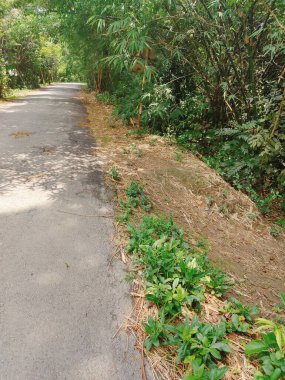 Köyde çeşitli yeşil ağaçlar var. Çeşitli ağaç türlerine sahip bereketli kırsal alan