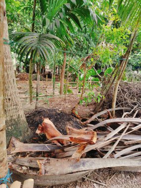 Köyde çeşitli yeşil ağaçlar var. Çeşitli ağaç türlerine sahip bereketli kırsal alan