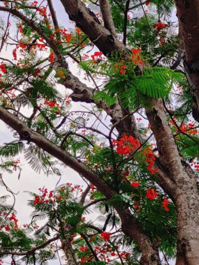 Köyde çeşitli yeşil ağaçlar var. Çeşitli ağaç türlerine sahip bereketli kırsal alan