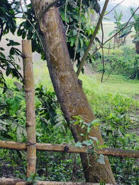 Köyde çeşitli yeşil ağaçlar var. Çeşitli ağaç türlerine sahip bereketli kırsal alan